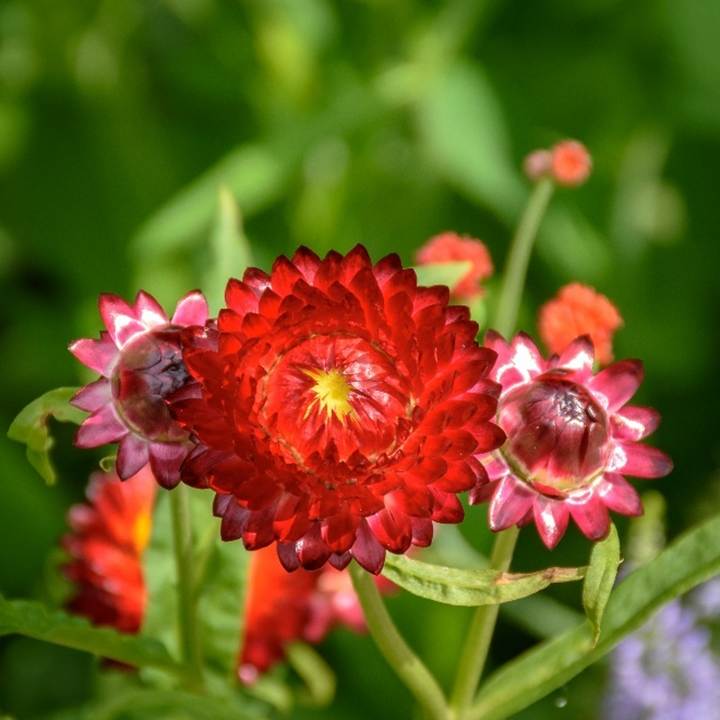 image007-jpg